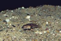 Neolamprologus signatus, Chituta (hona)