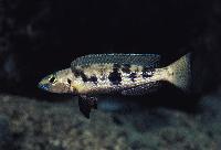 Lamprologus attenuatus, Mtoto