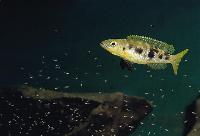 Lepidiolamprologus attenuatus, Cameron Bay (hona)