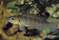Lepidiolamprologus  cunningtoni, Kigoma