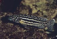 Lepidiolamprologus kendalli, Zambia
