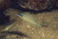 Neolamprologus brichardi, Ulwile