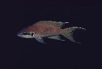 Neolamprologus brichardi, Fulwe