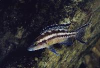 Neolamprologus buescheri, Cape Kachese