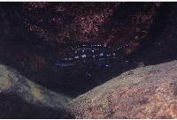 Neolamprologus buescheri, Chituta