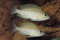 Lamprologus caudopunctatus, Zambia