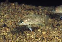 Lamprologus sp. 'caudopunctatus kipili', Hinde Bay