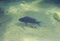 Neolamprologus christyi, Kasanga