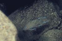 Neolamprologus crassus, Kapampa