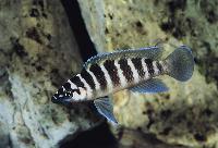 Neolamprologus cylindricus, Malasa
