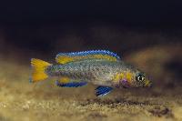 Neolamprologus falcicula, Kipili - yngel