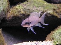 Neolamprologus brichardi