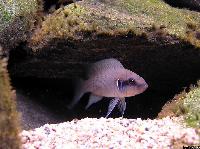 Neolamprologus brichardi