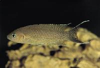 Neolamprologus gracilis, Bulu Point
