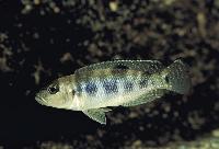 Lepidiolamprologus hecqui, Zambia