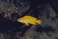 Neolamprologus leleupi, M´toto