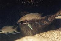 Neolamprologus longicaudatus, Kavalla