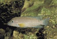 Neolamprologus modestus, Zambia
