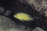 Variabilichromis moorii, Sumbu (yngel)