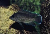 Variabilichromis moorii, Cameron Bay