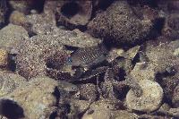 Neolamprologus multifasciatus, Mbete