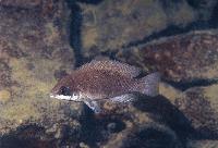 Neolamprologus mustax, Kachese