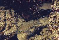 Neolamprologus olivaceous, Cap Tembwe