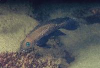 Neolamprologus pectoralis, Tembwe II
