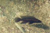 Neolamprologus pectoralis, Kanoni