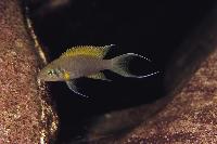 Neolamprologus pulcher, Kalambo