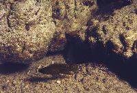 Neolamprologus schreyeni, Rutungu