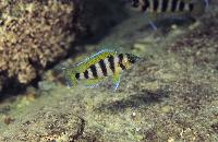Neolamprologus sexfasciatus, Kipili (yngel)