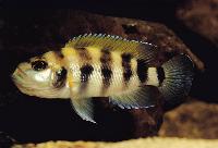 Neolamprologus sexfasciatus, Cap Tembwe