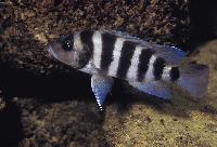 Neolamprologus sexfasciatus, Katete