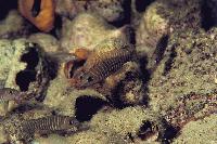Lamprologus similis