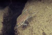 Neolamprologus splendens, Tembwe II