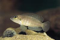Neolamprologus wauthioni, Kigoma
