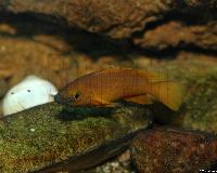 Neolamprologus leleupi