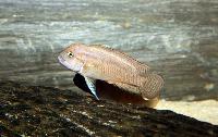Telmatochromis burgeoni