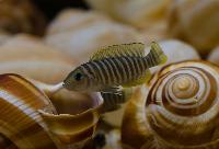 Lamprologus similis
