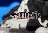 Julidochromis marlieri, Gombe