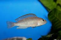 Lamprologus caudopunctatus