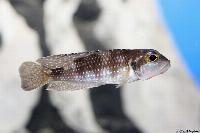 Lamprologus stappersi