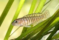 Neolamprologus signatus
