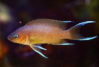 Neolamprologus marunguensis