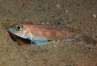 Lamprologus sp. ornatipinnis zambia, Cape Kachese