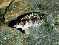 Lamprologus stappersi