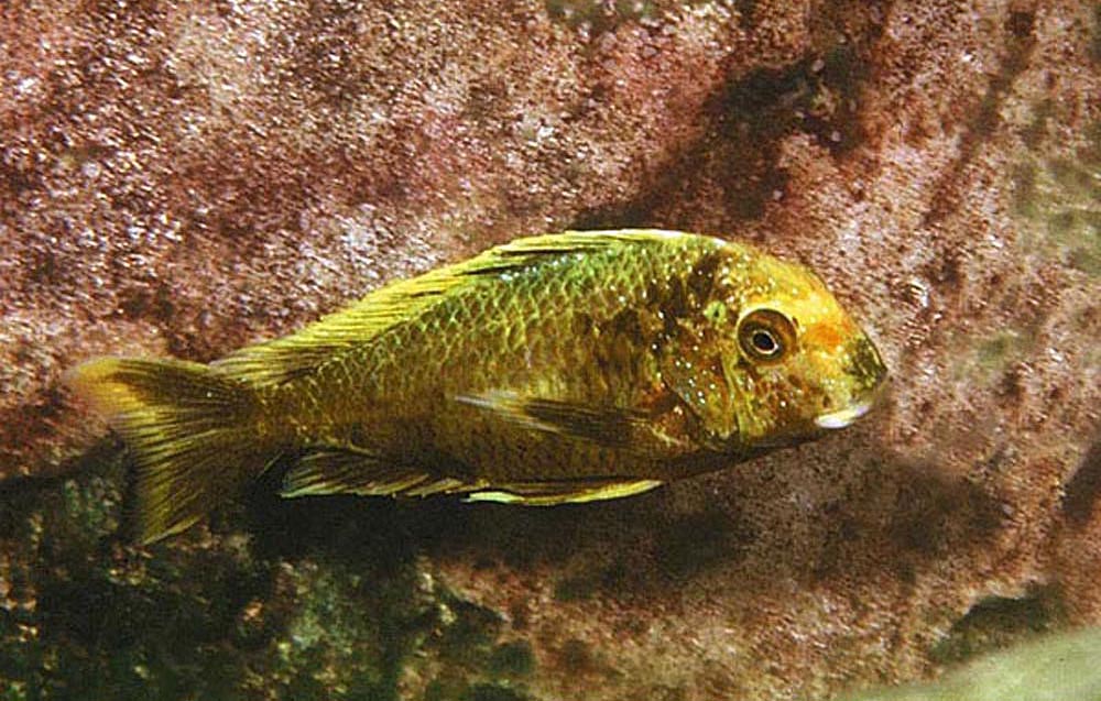 Tropheus moorii, Isanga (golden kalambo)