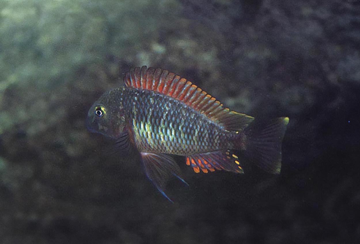 Tropheus moorii, Muzi