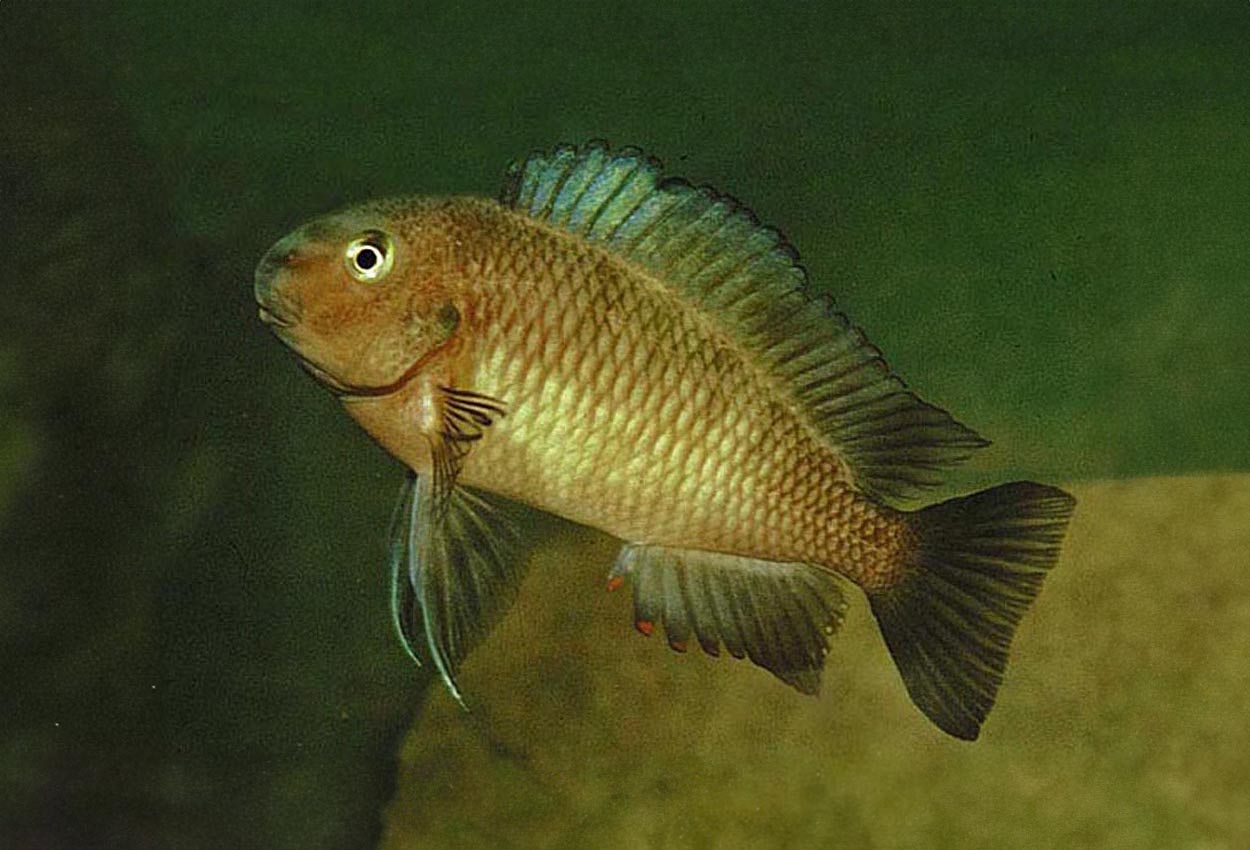 Tropheus moorii, Lyamembe